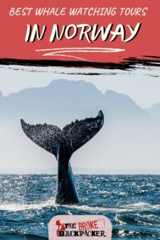 Whale watching in Norway pinterest image