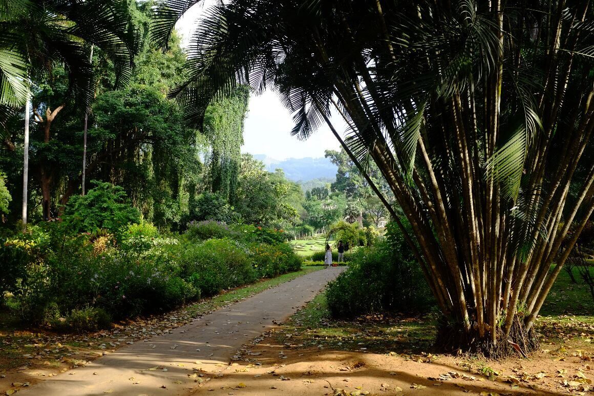 scenic view of a botanical garden with a big bamboo palm tree