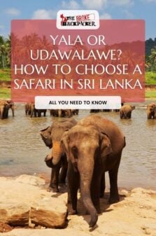 yala or udawalawe sri lanka pinterest image